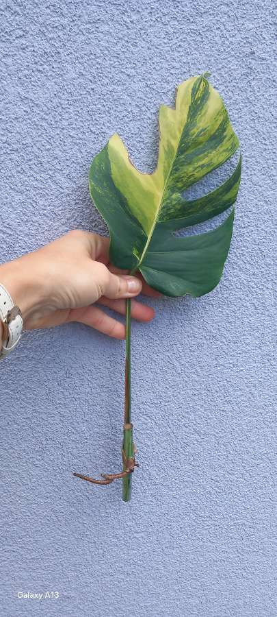 Monstera Marmorata 2