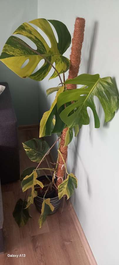 Monstera Marmorata 4