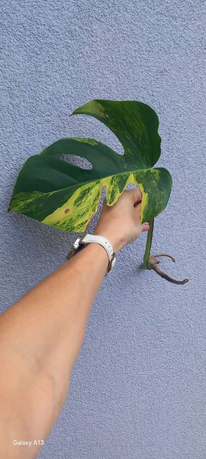 Monstera Marmorata 3