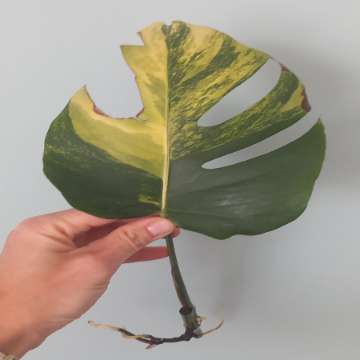 Monstera Marmorata