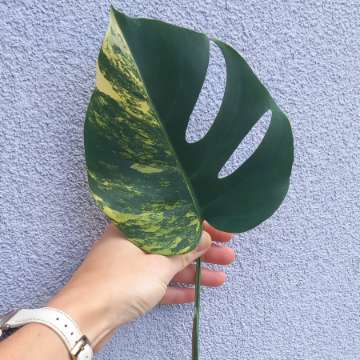 Monstera Marmorata