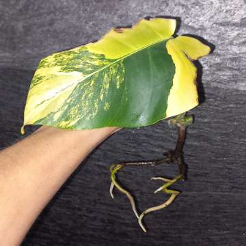 Monstera Marmorata