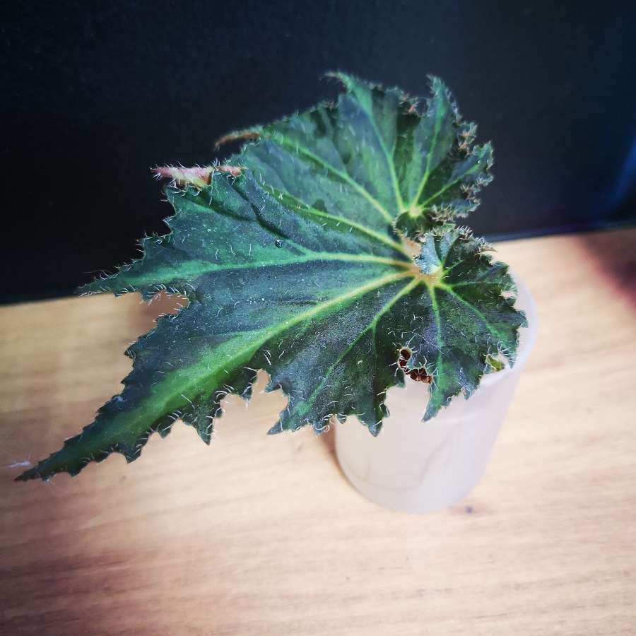 Begonia breakdance