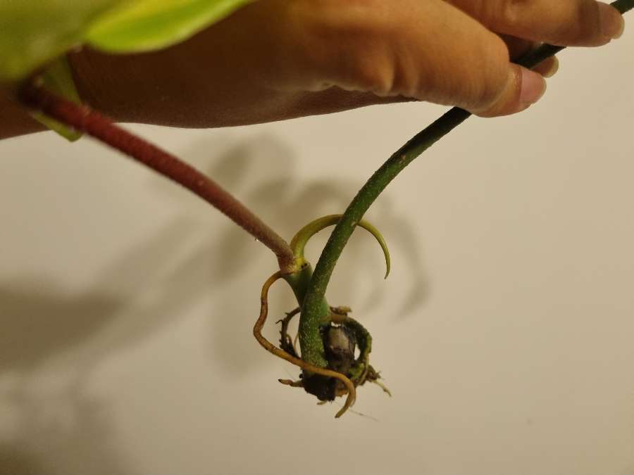 Philodendron florida ghost 4