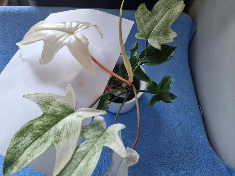Philodendron florida ghost 5
