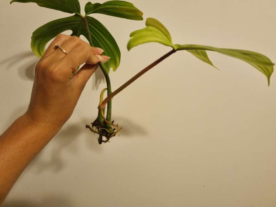Philodendron florida ghost 2