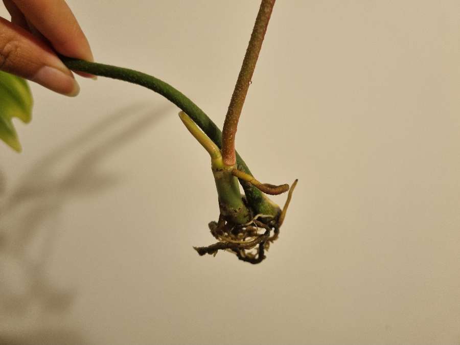 Philodendron florida ghost 3