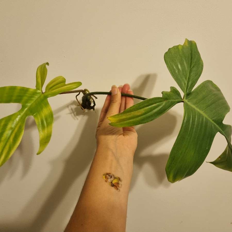 Philodendron florida ghost
