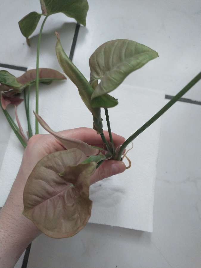 Syngonium neon robusta 3