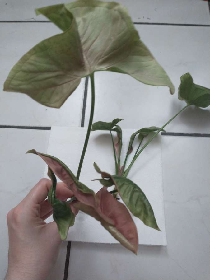 Syngonium neon robusta 4