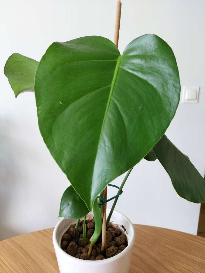 Monstera Deliciosa 2