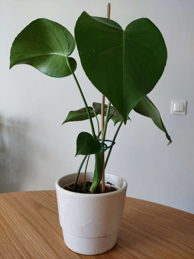 Monstera Deliciosa 3