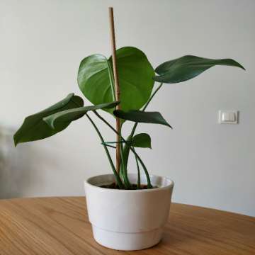 Monstera Deliciosa