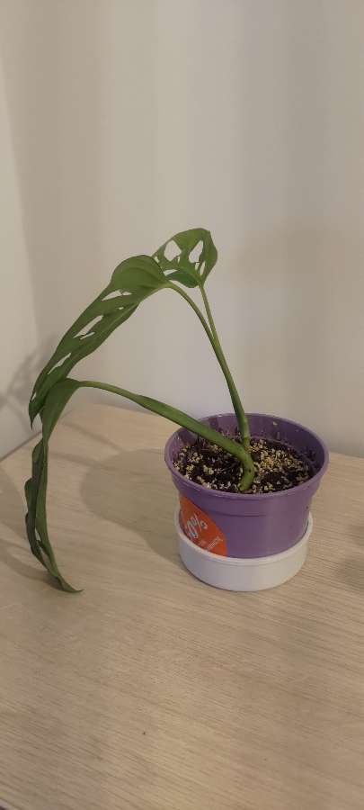 Monstera 2