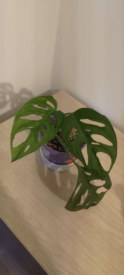 Monstera 4