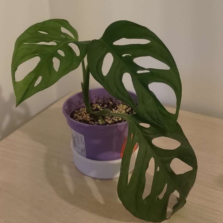 Monstera