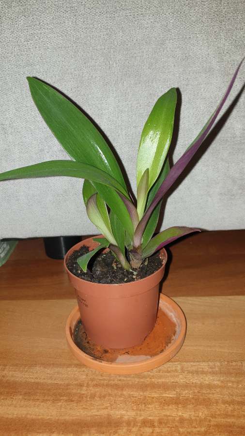 Reo meksykańskie  2