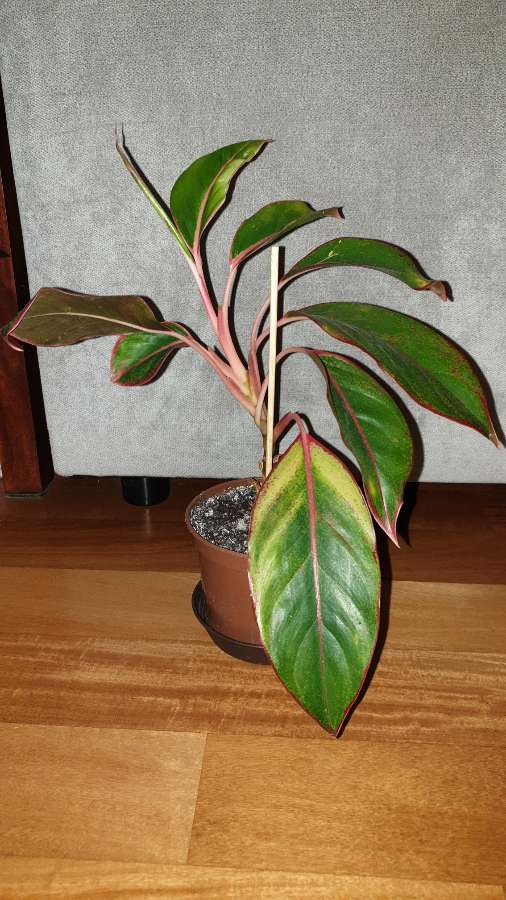 Aglaonema Light Pink Star, Siam Aurora lub Crete Flame 2