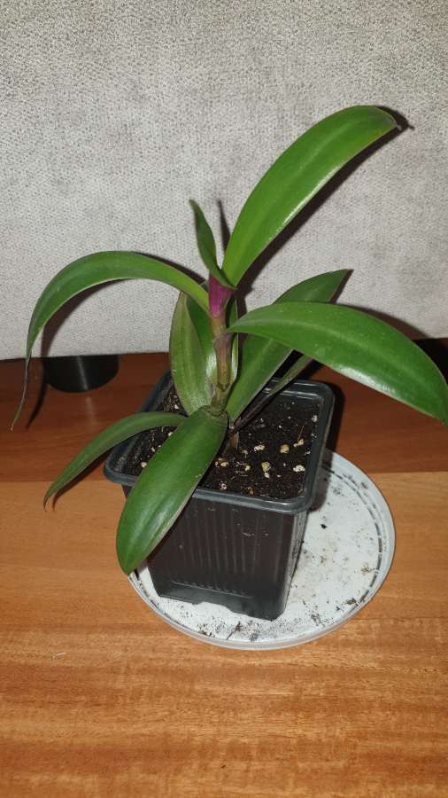 Reo meksykańskie  2