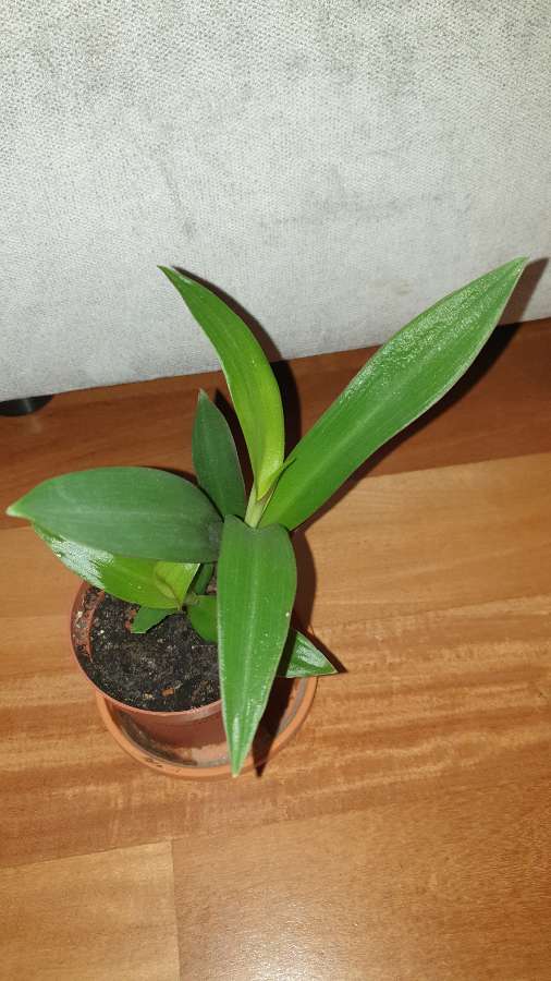 Reo meksykańskie  3