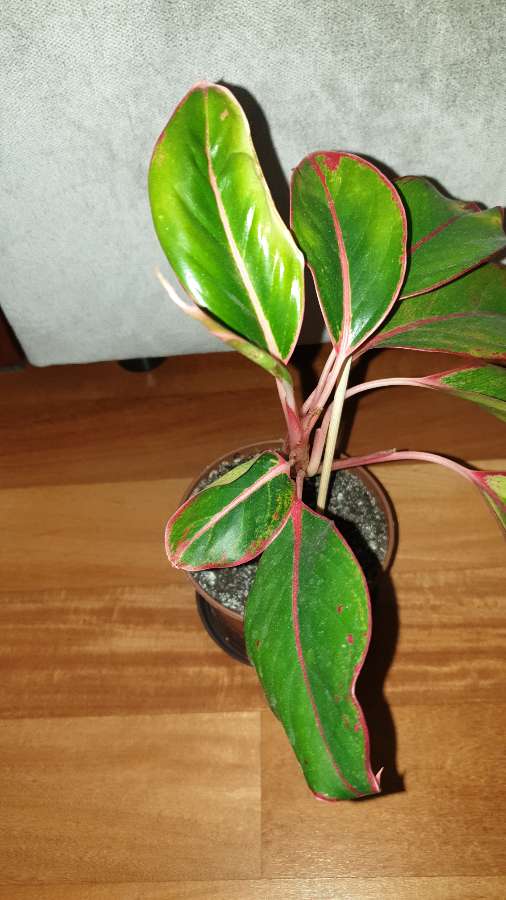 Aglaonema Light Pink Star, Siam Aurora lub Crete Flame 4