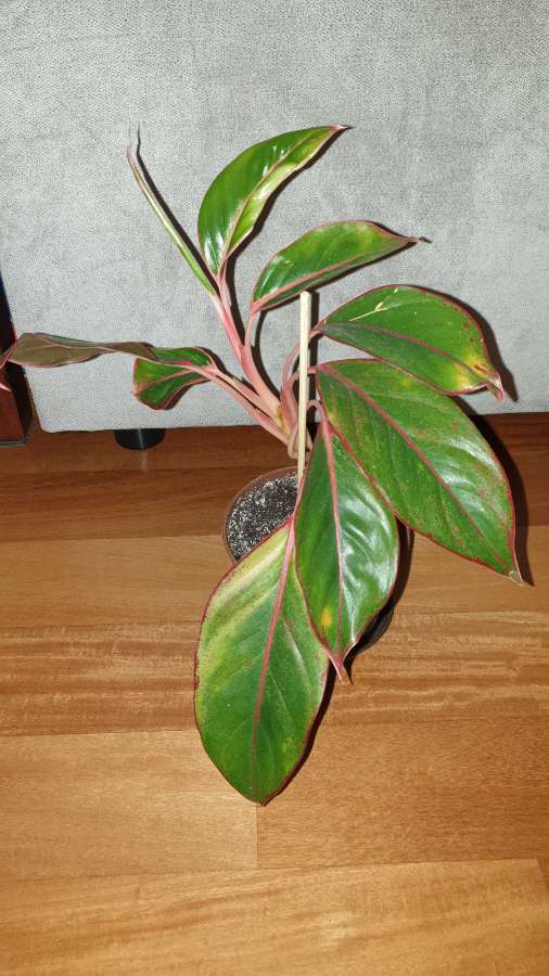 Aglaonema Light Pink Star, Siam Aurora lub Crete Flame 3