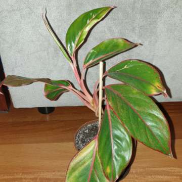 Aglaonema Light Pink Star, Siam Aurora lub Crete Flame