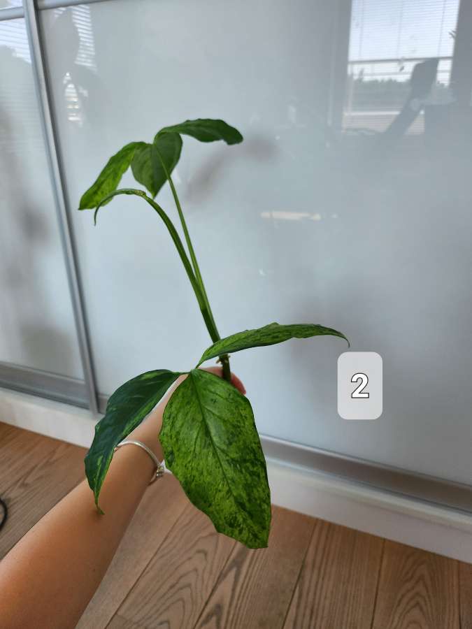 Syngonium Mottled Mojito 5