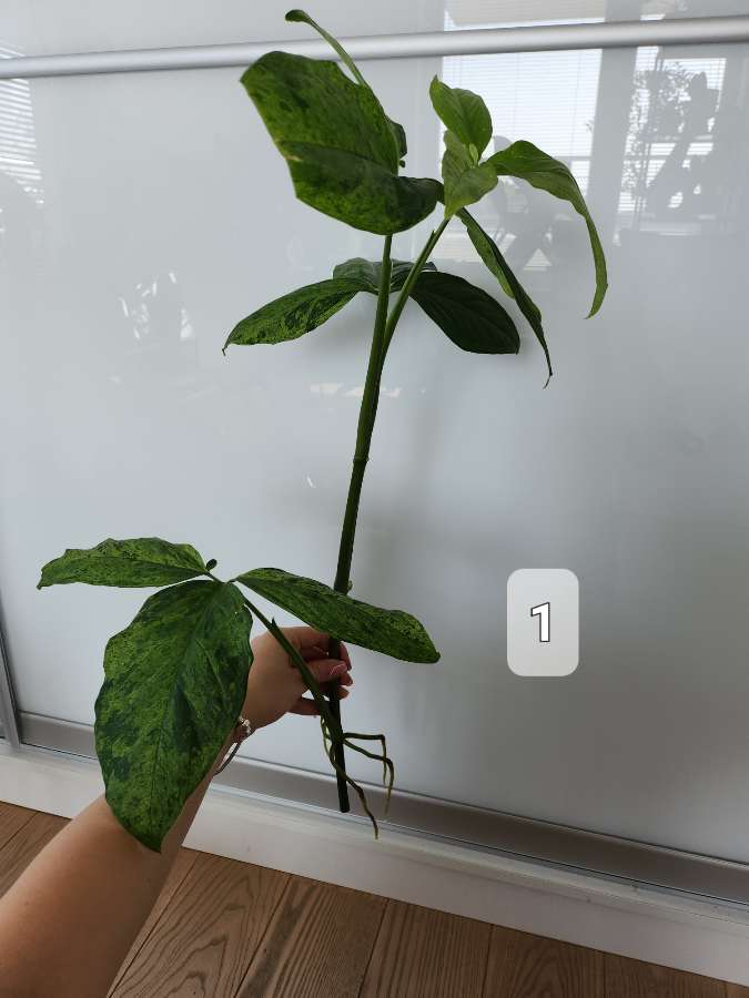 Syngonium Mottled Mojito 2