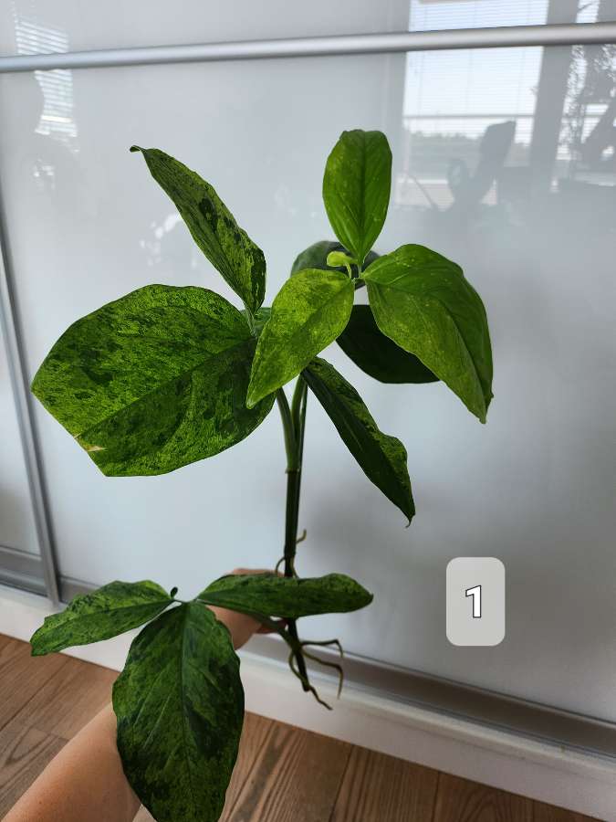 Syngonium Mottled Mojito 3