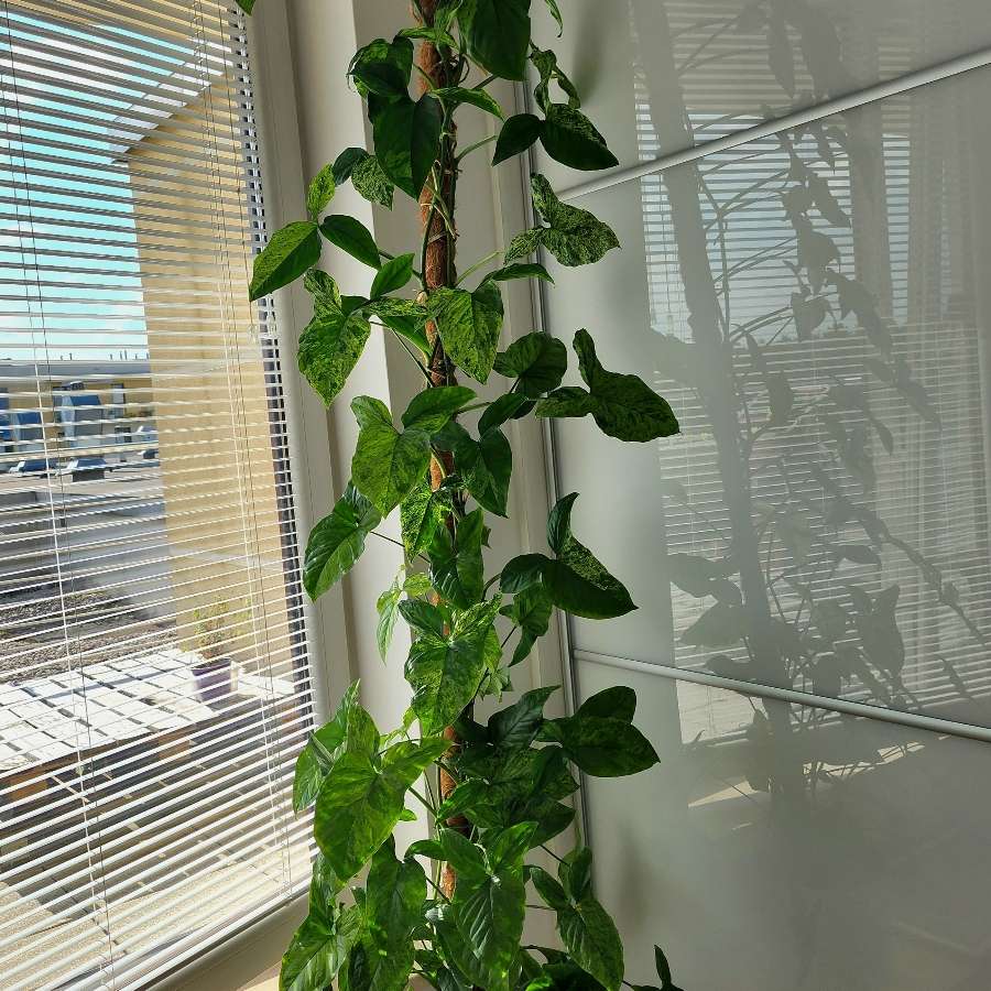 Syngonium Mottled Mojito
