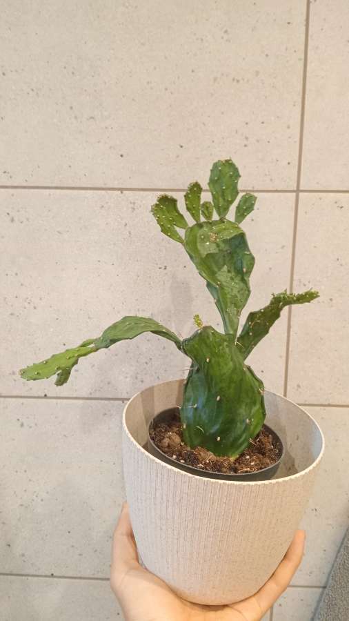 Jamaica cactus 3