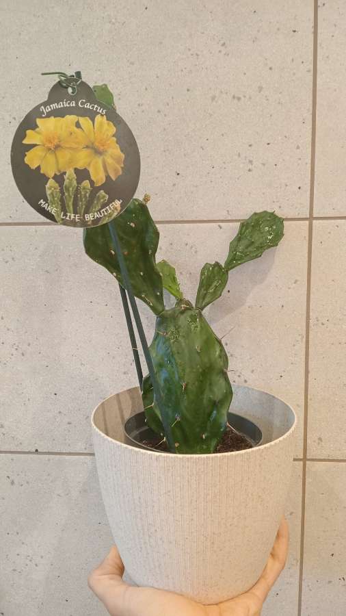 Jamaica cactus 4