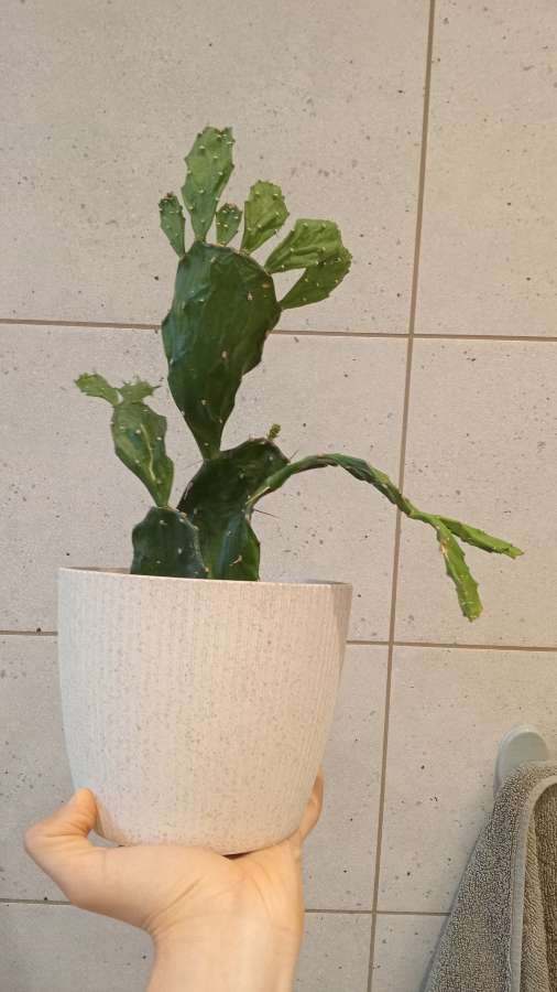 Jamaica cactus 2