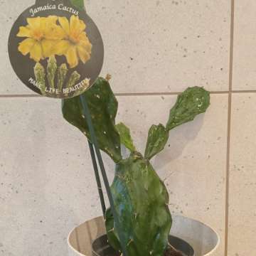 Jamaica cactus