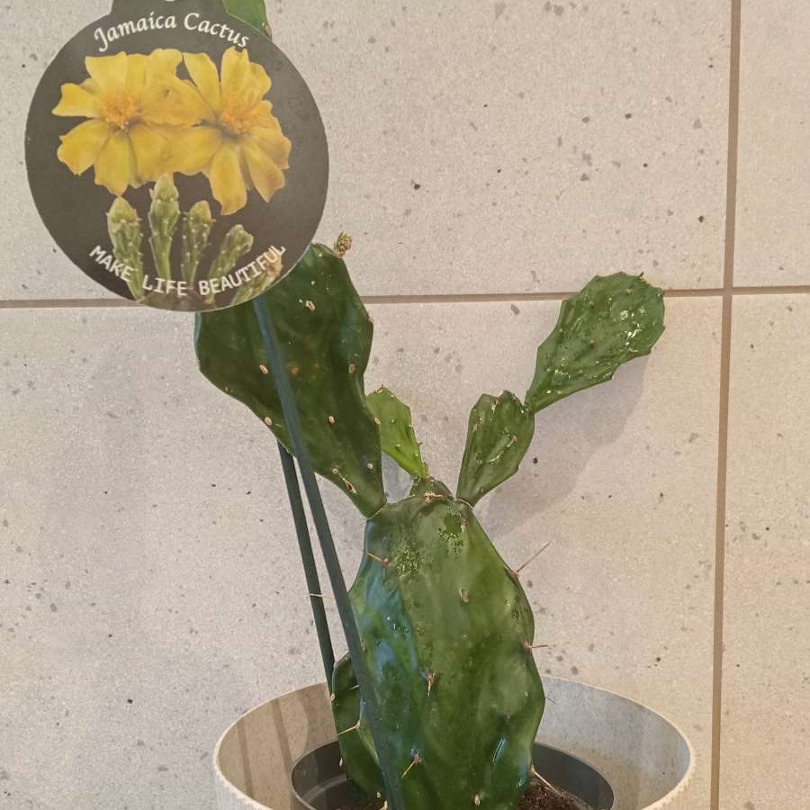 Jamaica cactus
