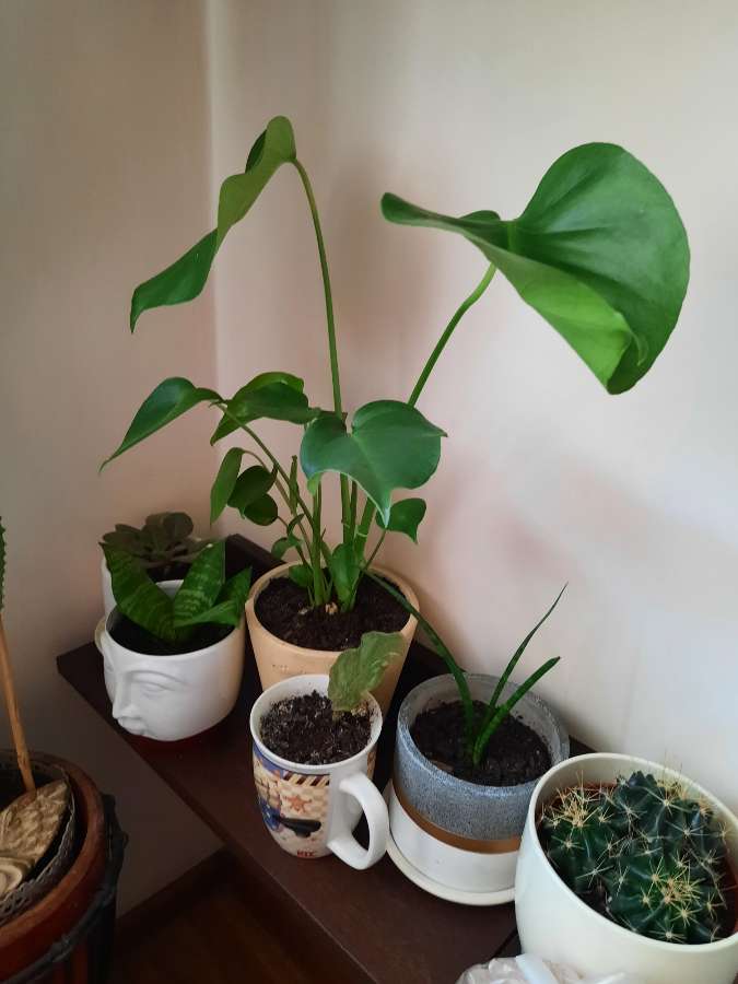 Monstera 2