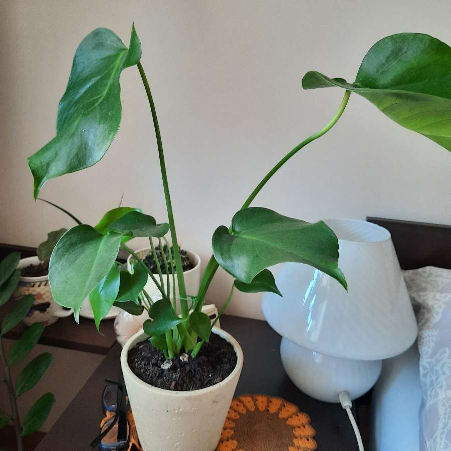 Monstera