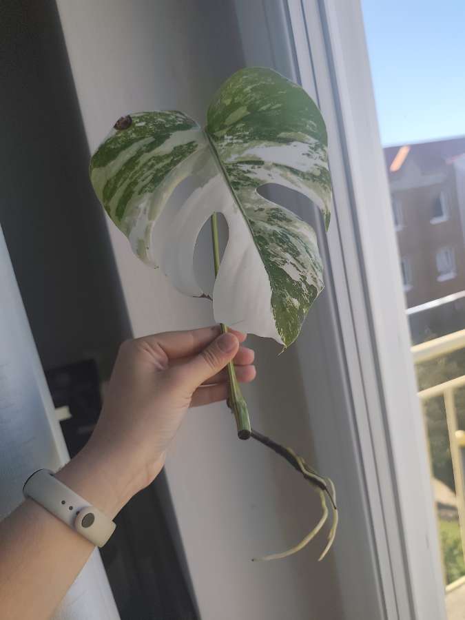 Monstera Deliciosa Variegata 5