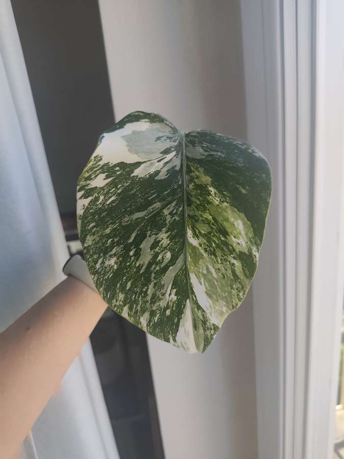 Monstera Deliciosa Variegata 3