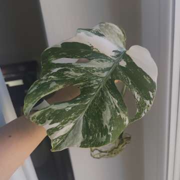 Monstera Deliciosa Variegata
