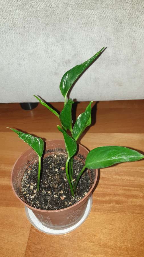 Epipremnum Godzilla  5