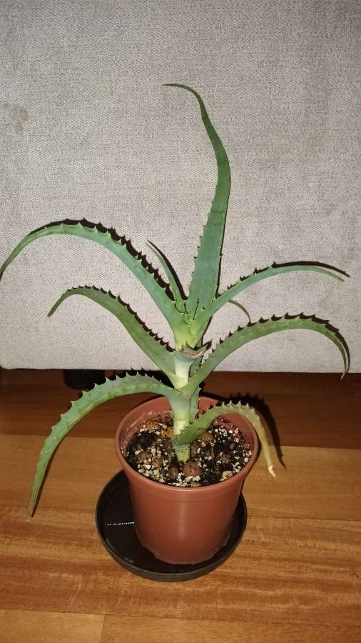Aloes nr 2 3
