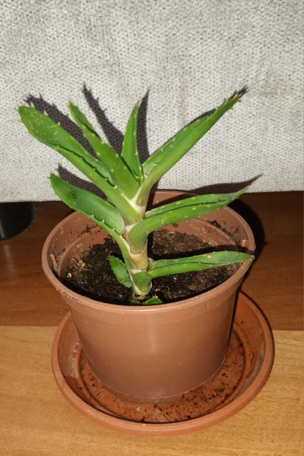 Aloes 3