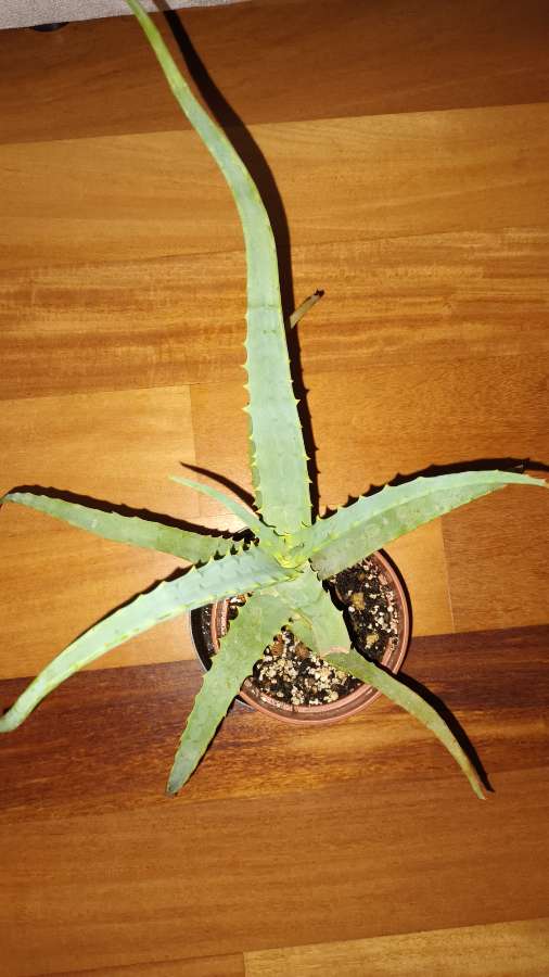 Aloes nr 2 4