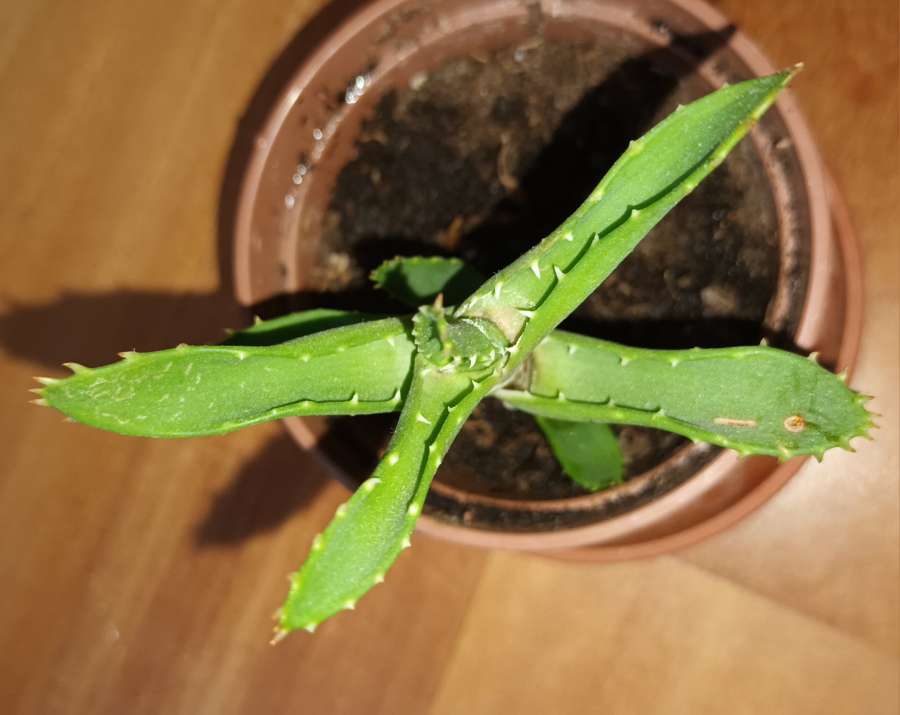 Aloes 4