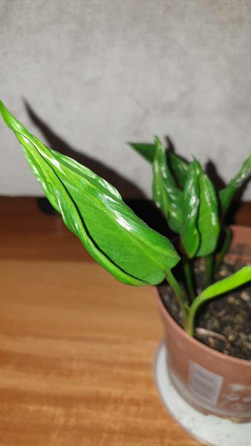 Epipremnum Godzilla  4