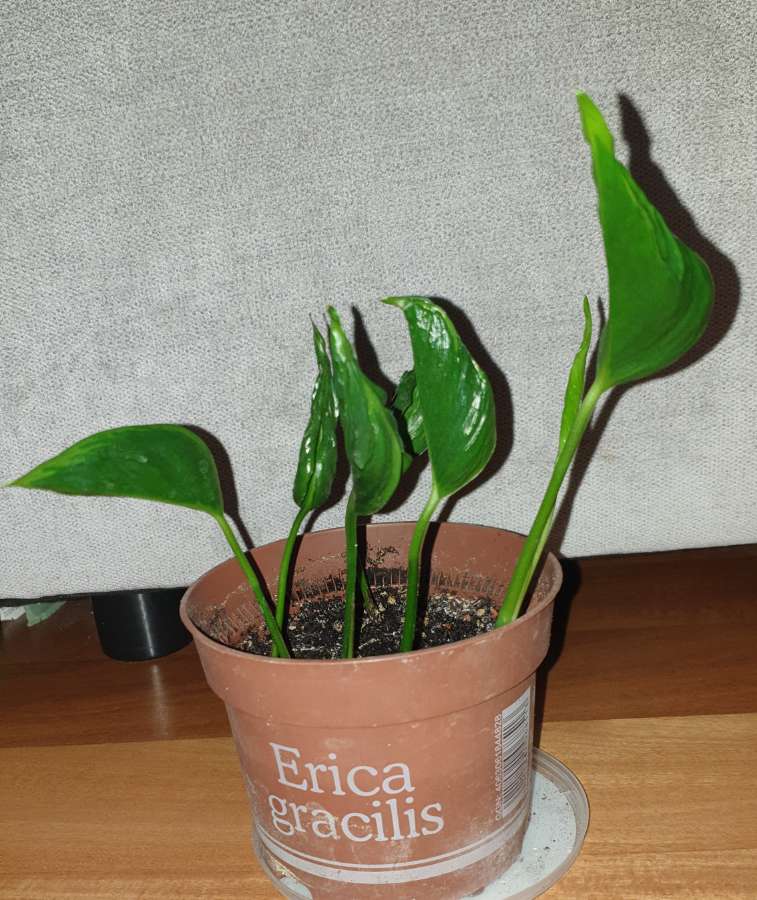 Epipremnum Godzilla  2