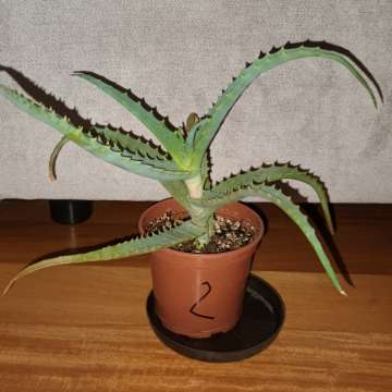 Aloes nr 2