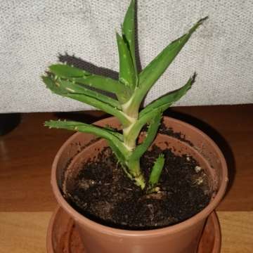 Aloes